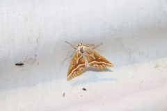 Caripeta angustiorata