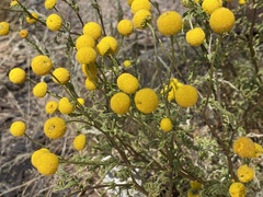 Pentziinae
