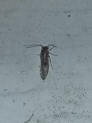 Teliapsocus conterminus