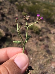 Acleisanthes chenopodioides