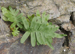 Polypodium cambricum