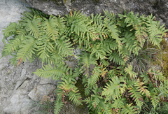 Polypodium cambricum