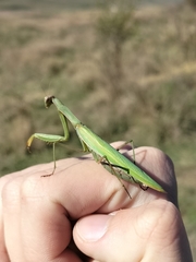 Mantis religiosa