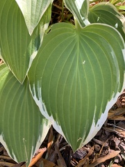 Hosta