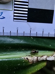 Trigonidium parinervis