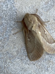 Lasiocampa terreni