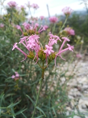 Centranthus lecoqii