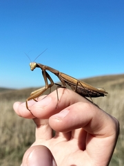 Mantis religiosa