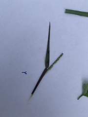 Paspalum setaceum