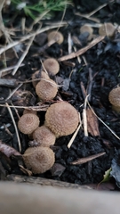 Armillaria gallica