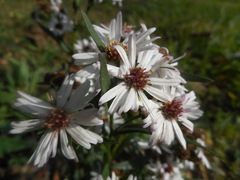 Asteraceae