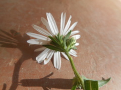 Asteraceae