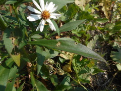 Asteraceae