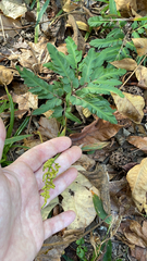 Sceptridium biternatum