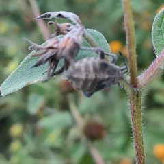 Piezogaster indecorus