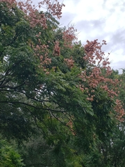 Koelreuteria bipinnata