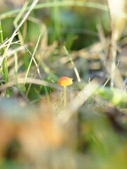 Hygrocybe conica