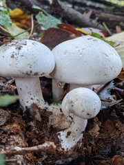 Clitocybe robusta