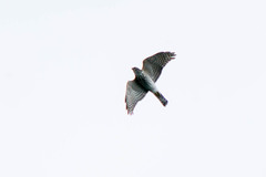 Accipiter gularis
