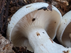 Clitocybe robusta
