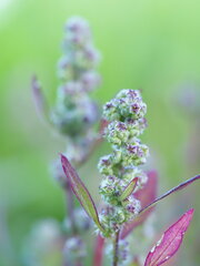 Chenopodium ficifolium