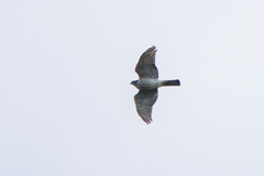 Accipiter gularis