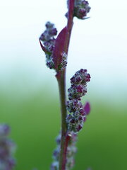 Chenopodium ficifolium