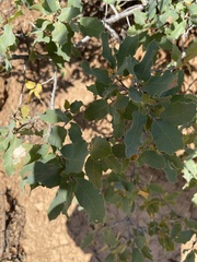 Quercus × undulata