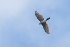 Accipiter gularis