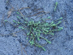 Illecebrum verticillatum