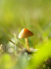Hygrocybe conica