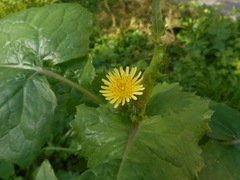 Asteraceae