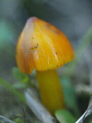 Hygrocybe conica