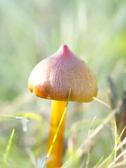 Hygrocybe conica
