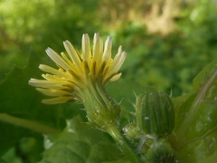 Asteraceae