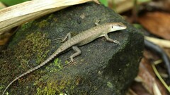 Sphenomorphus striolatus