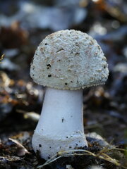 Amanita excelsa