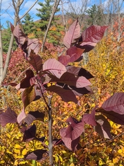 Fraxinus americana