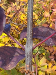 Fraxinus americana