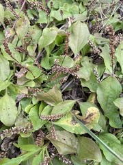Plantago