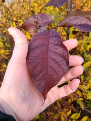 Fraxinus americana