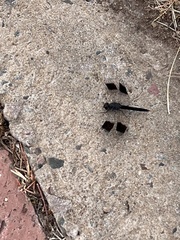 Brachythemis leucosticta