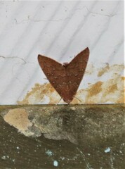 Anomis illita