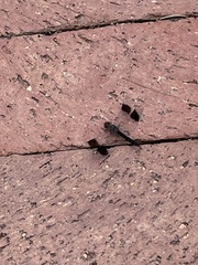 Brachythemis leucosticta