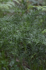 Peucedanum morisonii