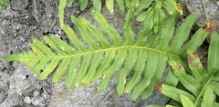 Polypodium cambricum