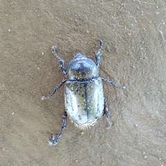 Dynastes hyllus