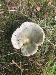 Russula parvovirescens