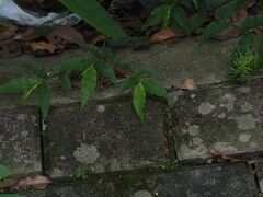 Oplismenus compositus