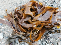 Laminaria